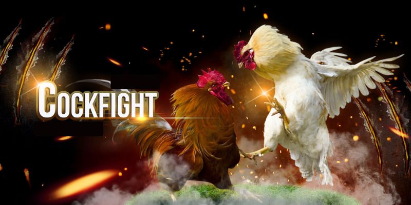 Overview of Live Cockfighting