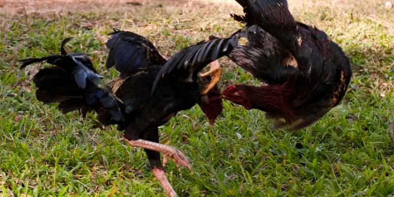 Overview of the Asian Cockfighting Arena