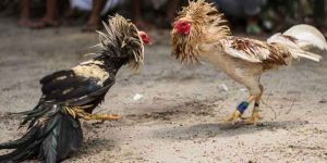 Asian Cockfighting Arena - Explore Online Cockfighting