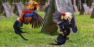 Cockfighting Law - Regulations And Conditions Players Need To Know