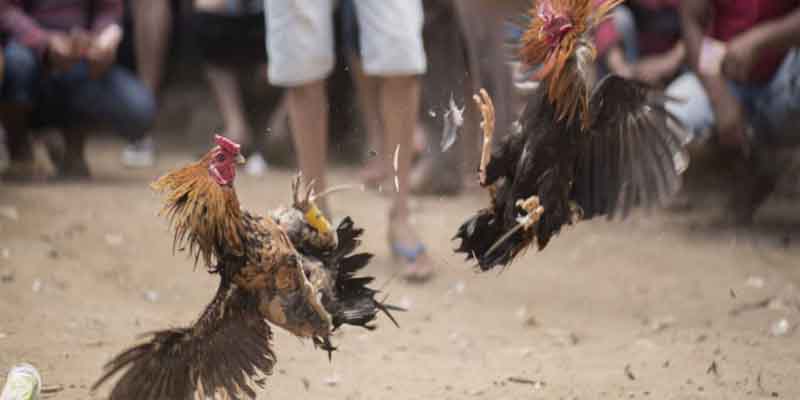 Cockfighting Match Regulations